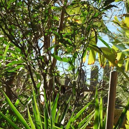 Acacia Sul Mare *
