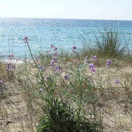 Acacia Sul Mare Apartment